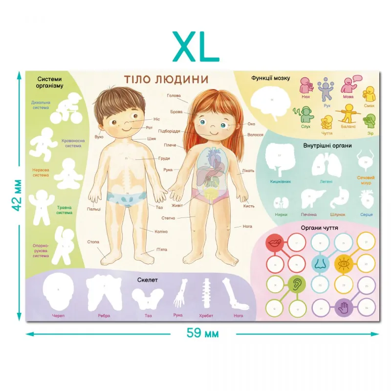 Навчальний постер з наклейками «Тіло людини» XL